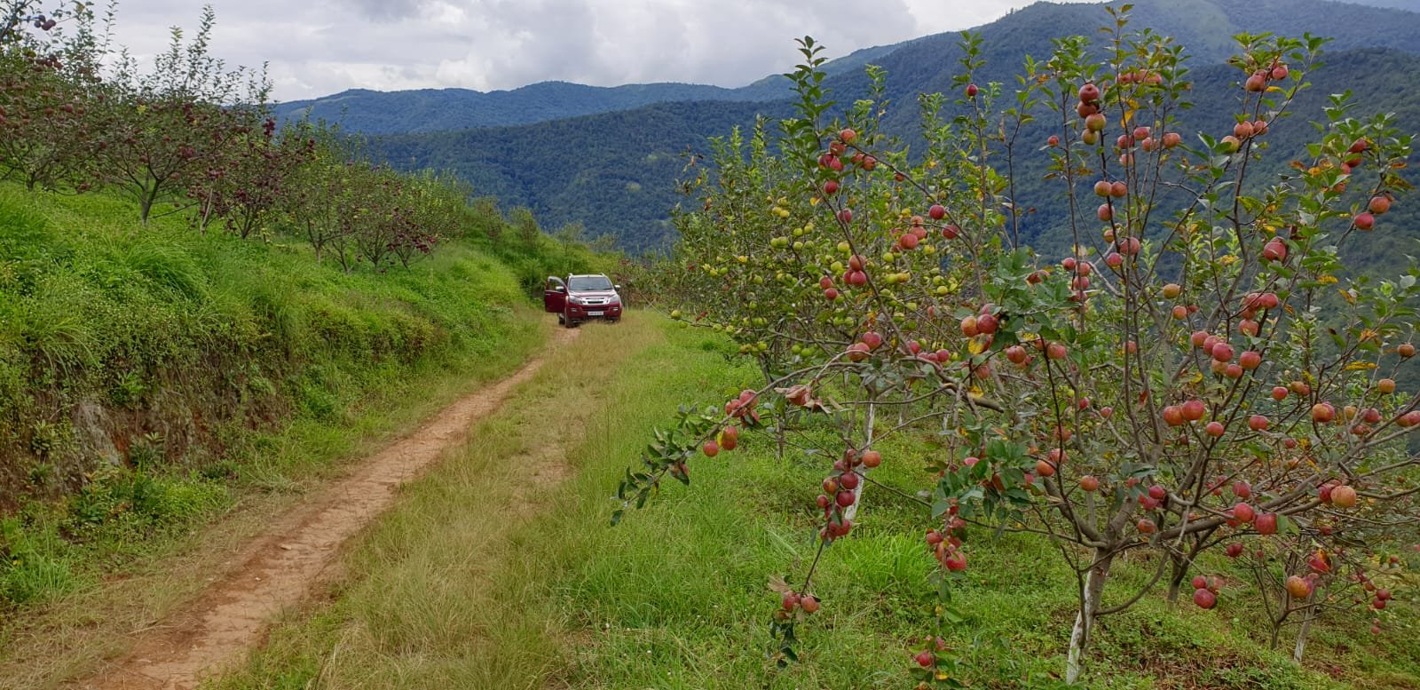 Apple trees in Rungjapam Orchard, Sangti Valley - autumn harvest season